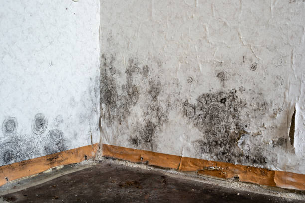 Best Mold Damage Repair  in Ansonia, CT